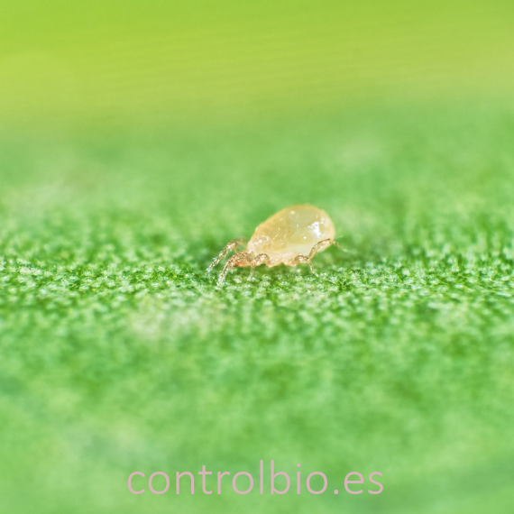 THRIPEX 50.000 Neoseiulus cucumeris acaros depredadores