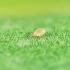 THRIPEX 50.000 Neoseiulus cucumeris acaros depredadores