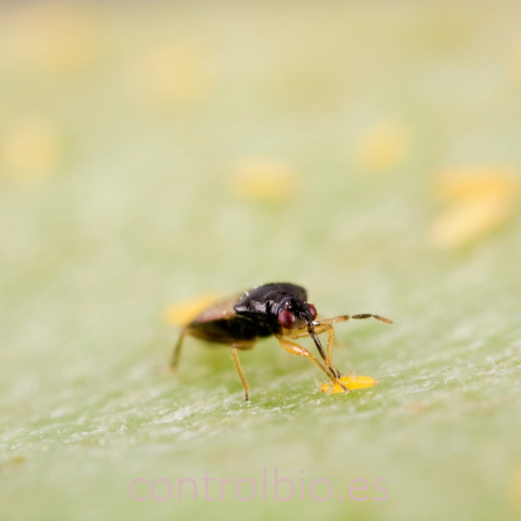 THRIPOR-M 1.000 Orius majusculus depredador generalista