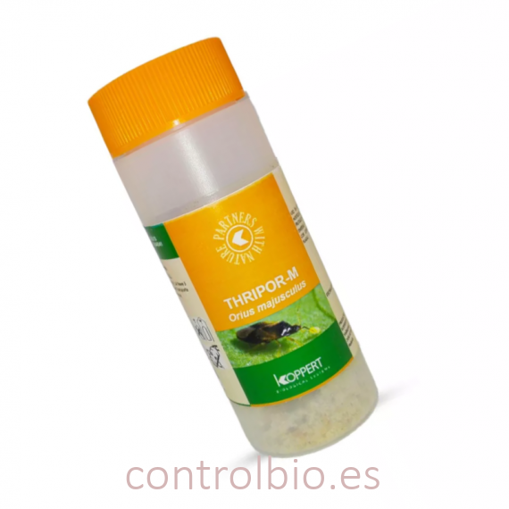 THRIPOR-M 1.000 Orius majusculus depredador generalista