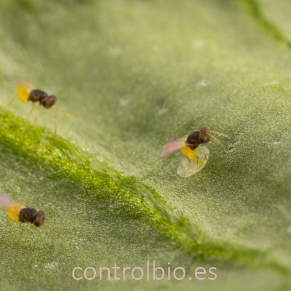EN-STRIP 3.000 Tarjetas de Encarsia formosa parasito de mosca blanca