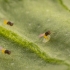 EN-STRIP 3.000 Tarjetas de Encarsia formosa parasito de mosca blanca