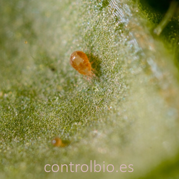 SPICAL ULTIMITE/ 100 sobres Neoseiulus californicus contra araña roja