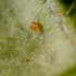 SPICAL ULTIMITE/ 100 sobres Neoseiulus californicus contra araña roja