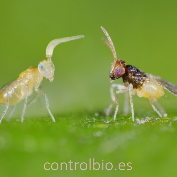 ENERMIX 15000 Encarsia y Eretmocerus contra mosca blanca