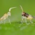 ENERMIX 15000 Encarsia y Eretmocerus contra mosca blanca