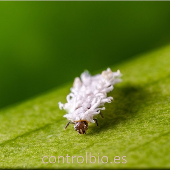 CRYPTOBUG L 1000 larvas de Cryptolaemus montrouzieri