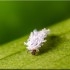 CRYPTOBUG L 1000 larvas de Cryptolaemus montrouzieri