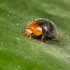 CRYPTOBUG 500 adultos Cryptolaemus montrouzieri