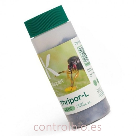 THRIPOR-L-2000 Orius laevigatus
