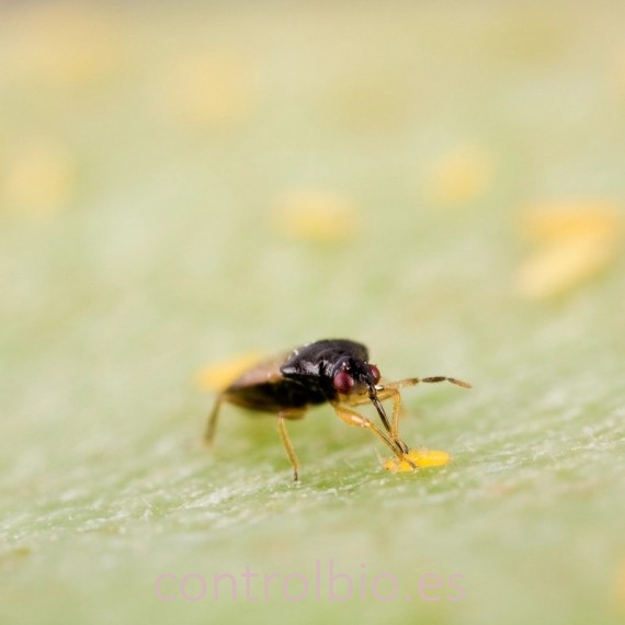 THRIPOR-L-2000 Orius laevigatus