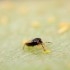 THRIPOR-L-2000 Orius laevigatus