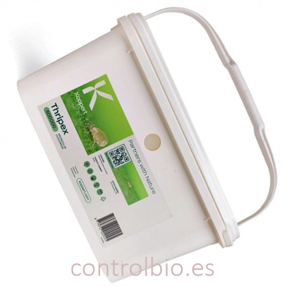THRIPEX 500.000 Amblyseius cucumeris enemigo natural del trip