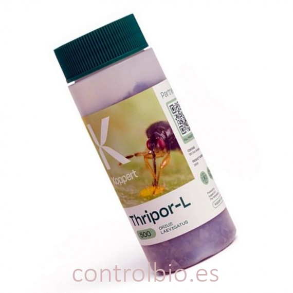 THRIPOR-L-500 Orius laevigatus