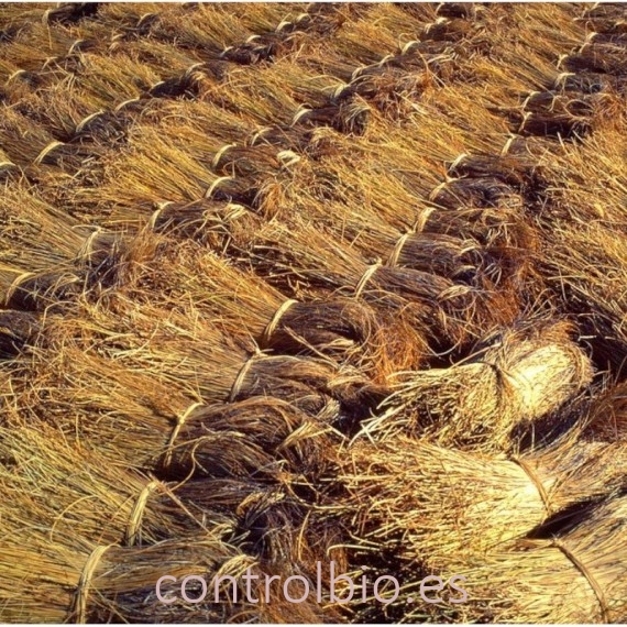 ESPARTO cocido picado (manojo)