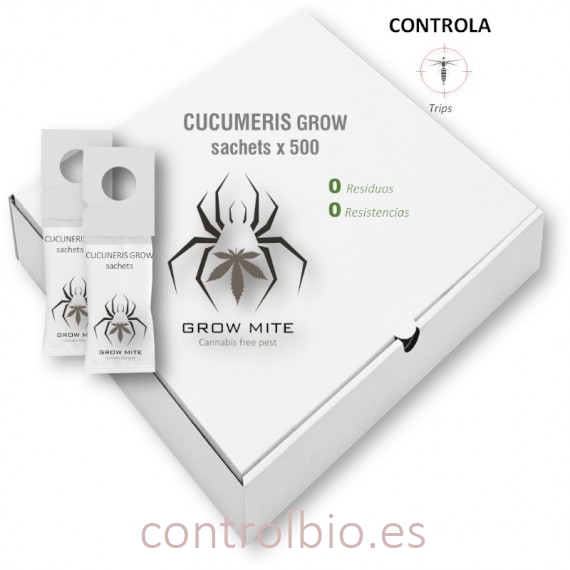 CUCUMERIS GROW-BAGS preventivo de trips