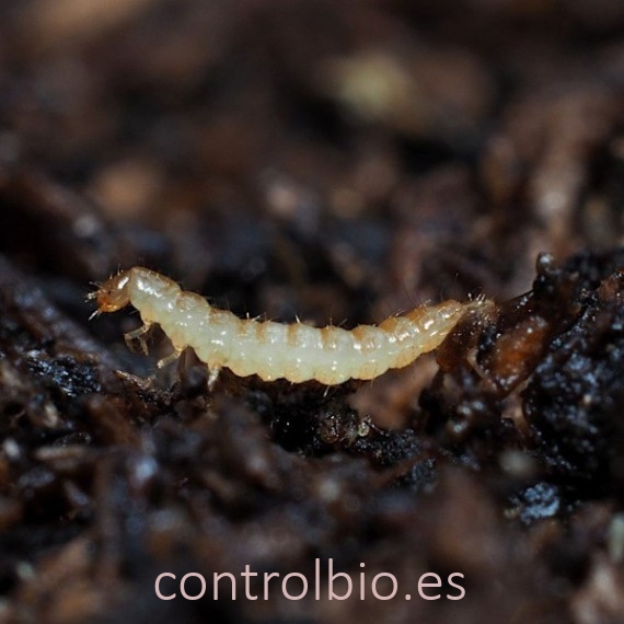 ATHETA GROW 500 Depredador de suelo