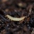 ATHETA GROW 500 Depredador de suelo