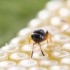 NEZAPAR contra Chinche verde apestosa