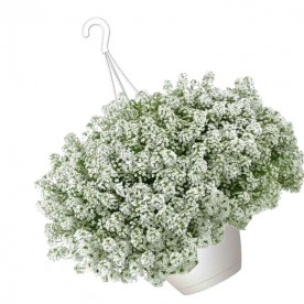 Lobularia colgante refugio de insectos beneficiosos