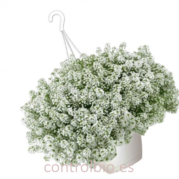 Lobularia colgante refugio de insectos beneficiosos
