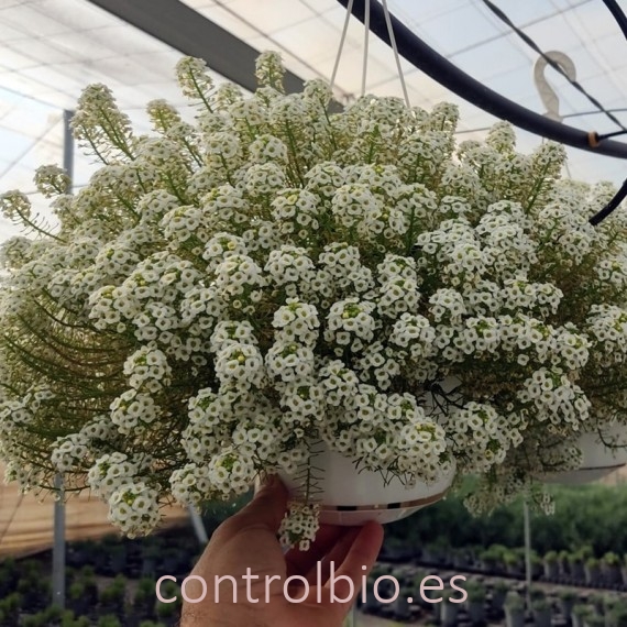 Lobularia colgante refugio de insectos beneficiosos