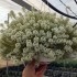 Lobularia colgante refugio de insectos beneficiosos