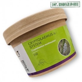CRYPTOLAEMUS L SYSTEM  250 larvas depredadoras de cotonet
