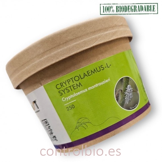 CRYPTOLAEMUS L SYSTEM  250 larvas depredadoras de cotonet