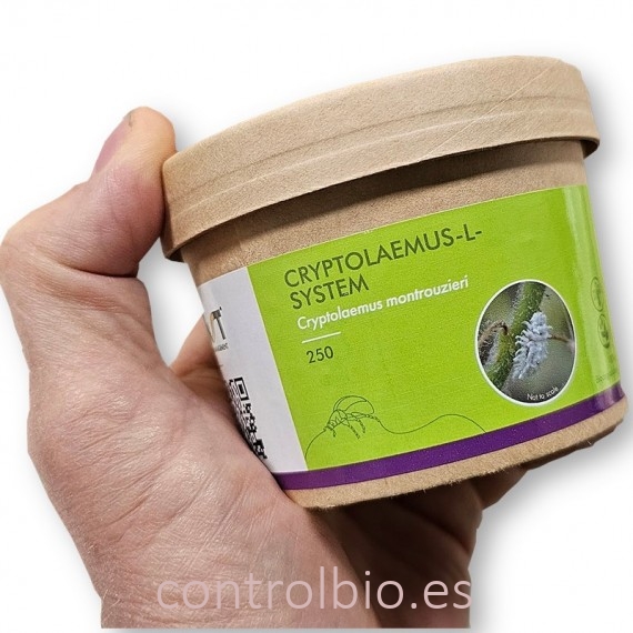 CRYPTOLAEMUS L SYSTEM  250 larvas depredadoras de cotonet