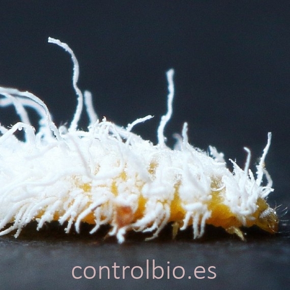 NEPHUSCONTROL 500 contra cochinillas harinosas