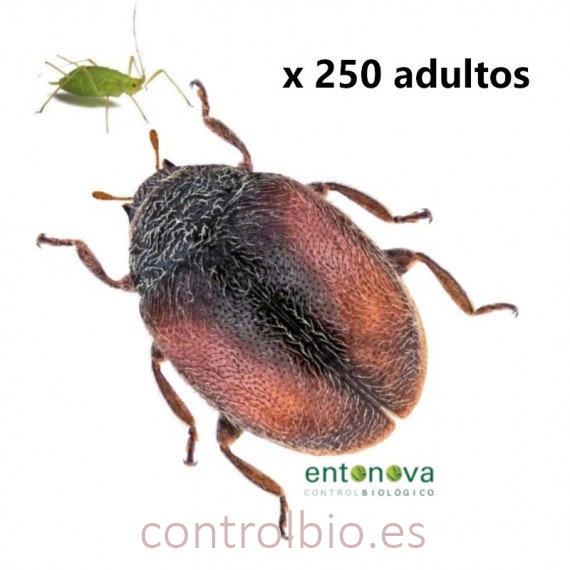 SCYMNOVA 250 mariquitas depredadoras de pulgón