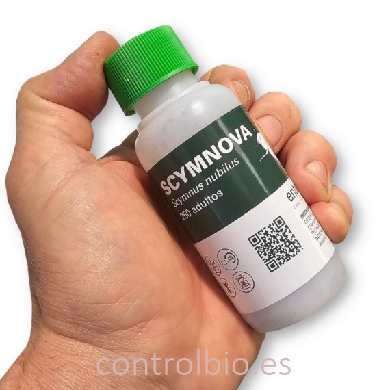 SCYMNOVA 250 mariquitas depredadoras de pulgón