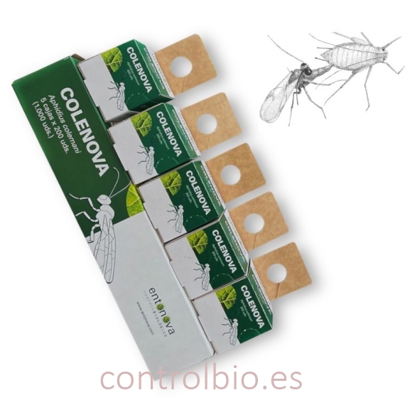 COLENOVA 5x200 Aphidius colemani contra pulgón