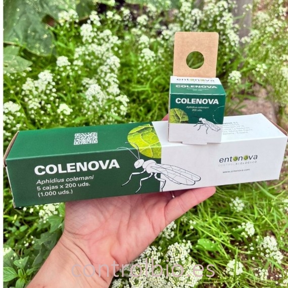 COLENOVA 5x200 Aphidius colemani contra pulgón
