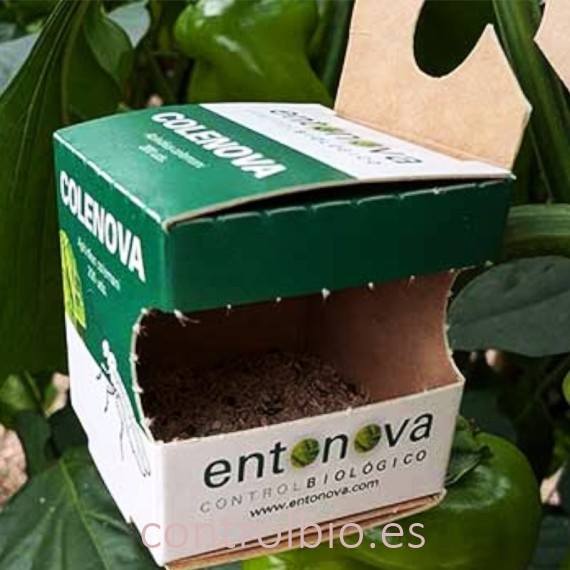 COLENOVA 5x200 Aphidius colemani contra pulgón