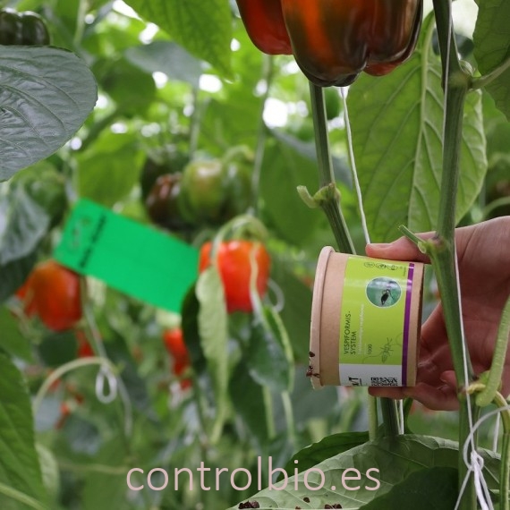 VESPIFORMIS SYSTEM 1.000 depredador de trips