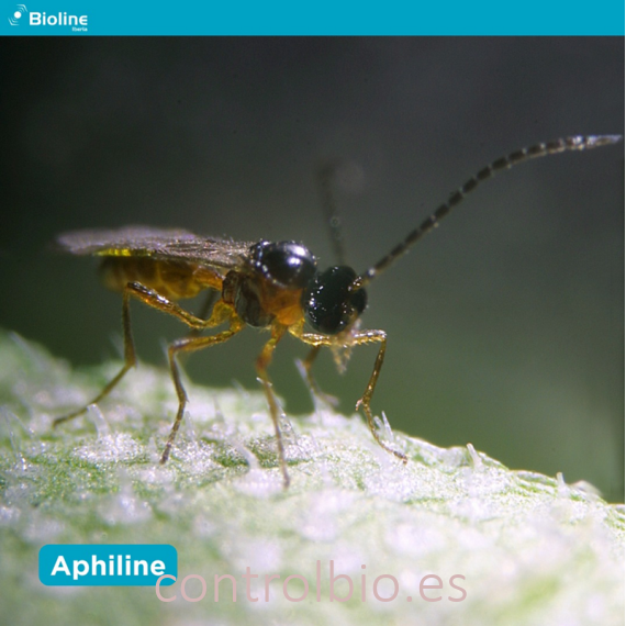 APHILINE  BLISTER  10x100 Aphidius colemani contra pulgón