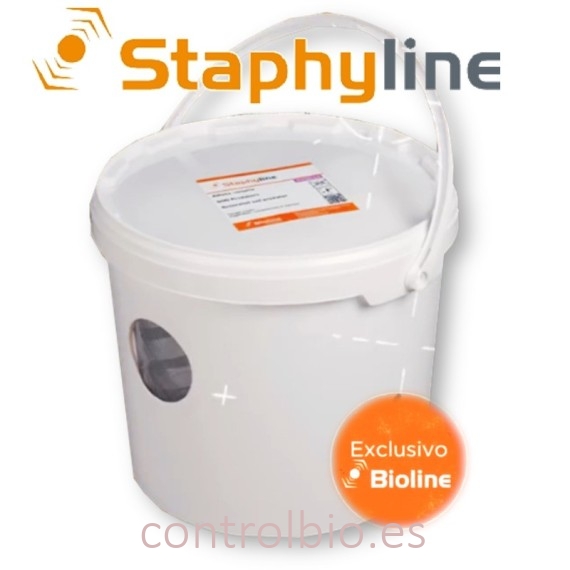 STAPHYLINE CUBO DE CRÍA depredador generalista en suelo