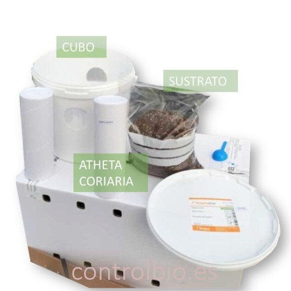 STAPHYLINE CUBO DE CRÍA depredador generalista en suelo