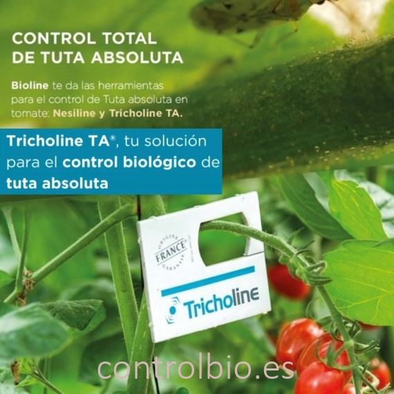 TRICHOLINE TA TARJETAS 25X2500 avispas parásitas de tuta absoluta