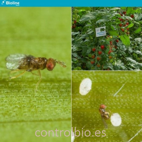 TRICHOLINE TA TARJETAS 25X2500 avispas parásitas de tuta absoluta