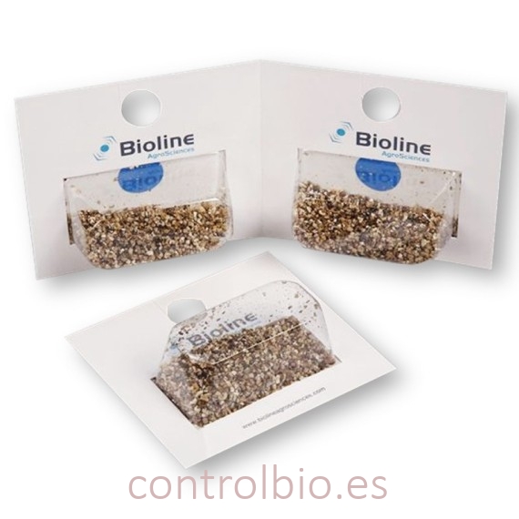APHIDOLINE 1000 BLISTER 4x250 Aphidoletes depredador de pulgón