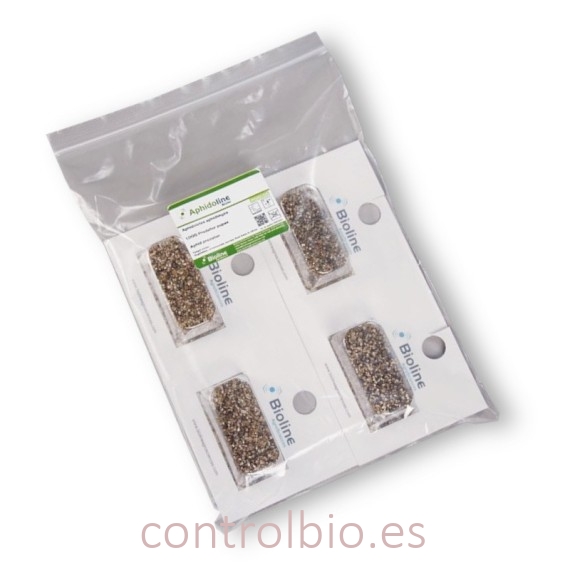 APHIDOLINE 1000 BLISTER 4x250 Aphidoletes depredador de pulgón
