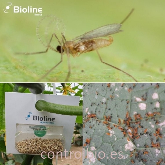 APHIDOLINE 1000 BLISTER 4x250 Aphidoletes depredador de pulgón
