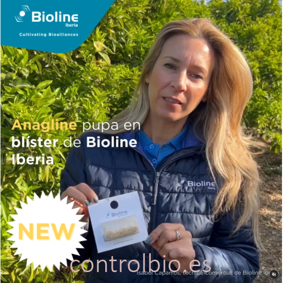 ANAGLINE 500 BLISTER 2X250 parasitoide de cochinilla algodonosa