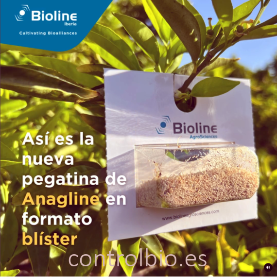 ANAGLINE 500 BLISTER 2X250 parasitoide de cochinilla algodonosa