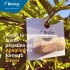 ANAGLINE 500 BLISTER 2X250 parasitoide de cochinilla algodonosa