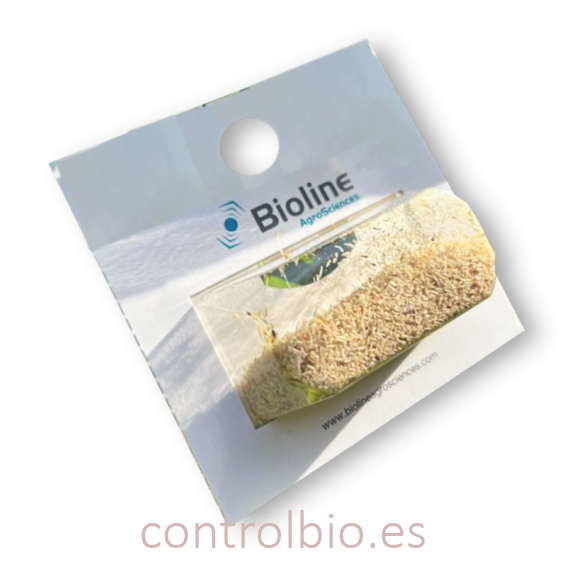 ANAGLINE 500 BLISTER 2X250 parasitoide de cochinilla algodonosa