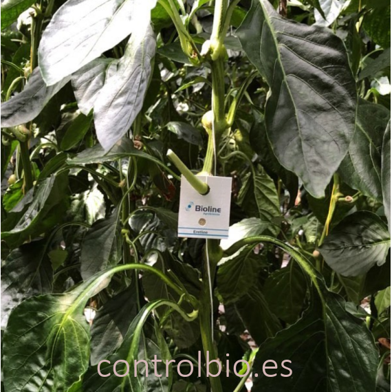 ERETLINE 5000 BLISTER 20x250 biocontrol de mosca blanca